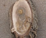 Імовірне зображення Богоматері, яке виявили 12 березня 2001 р. на зрізі дерева в с. Сьомаки Луцького районного деканату. Світлина інформаційної служби єпархії